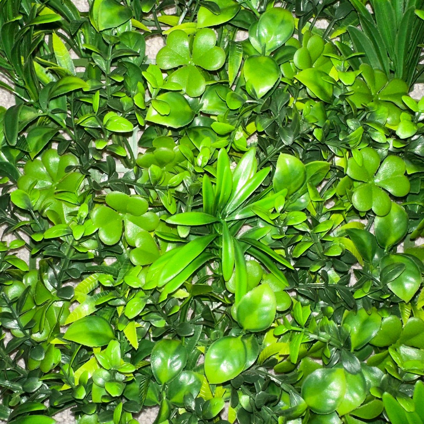 JAKARTA - Farn Pflanzenwand