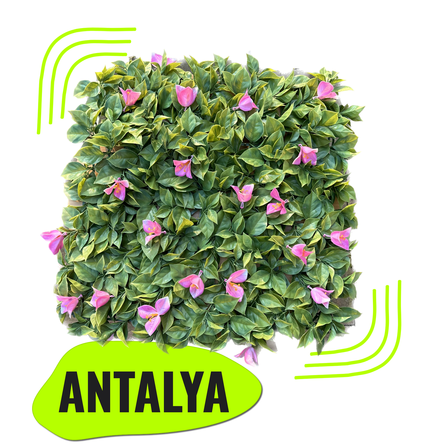 ANTALYA - Rosa Tulpen Blütenwand