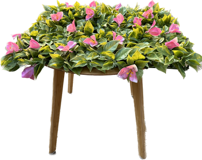 ANTALYA - Rosa Tulpen Blütenwand