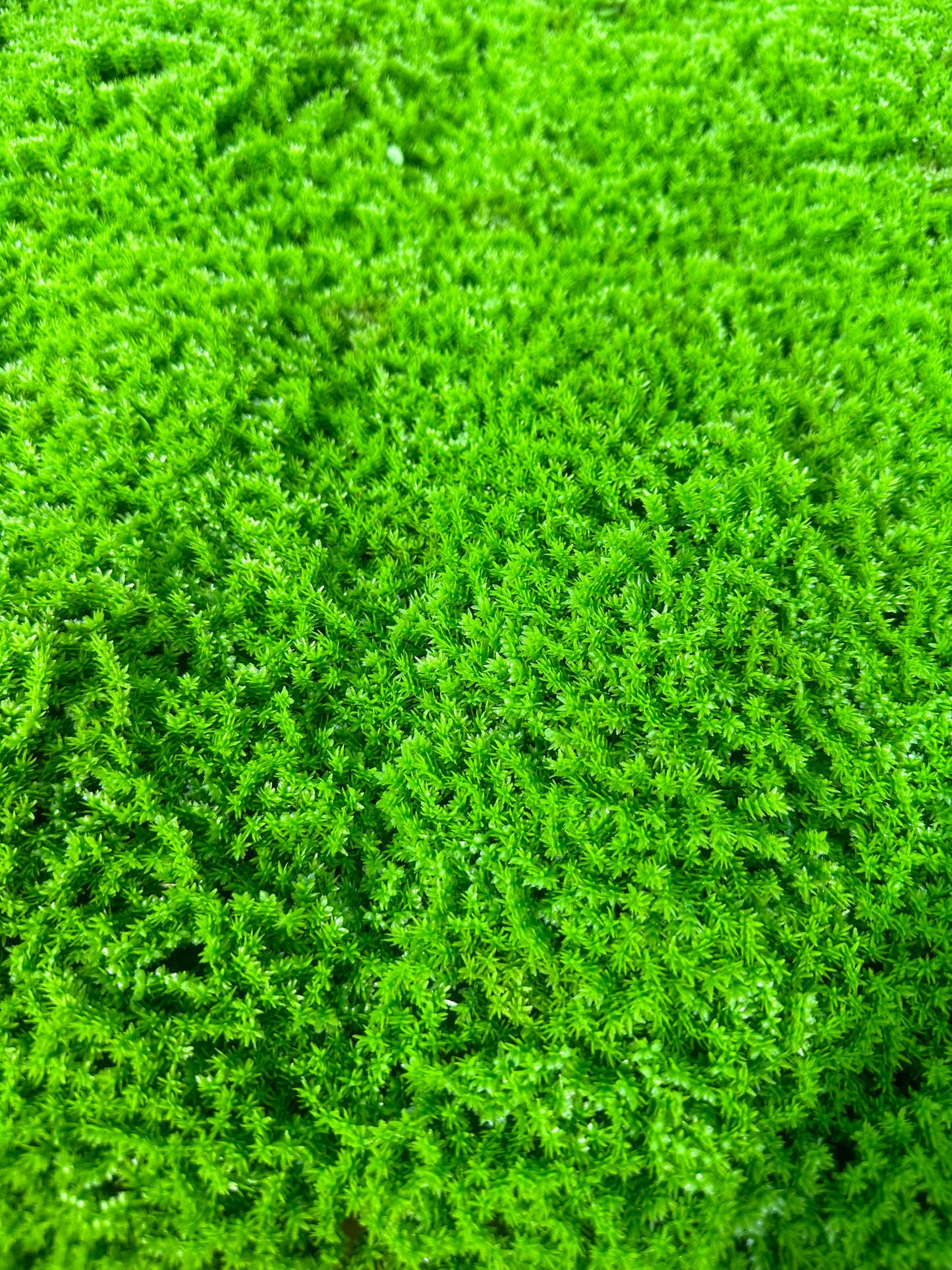 HELSINKI - Grüne Mooswand