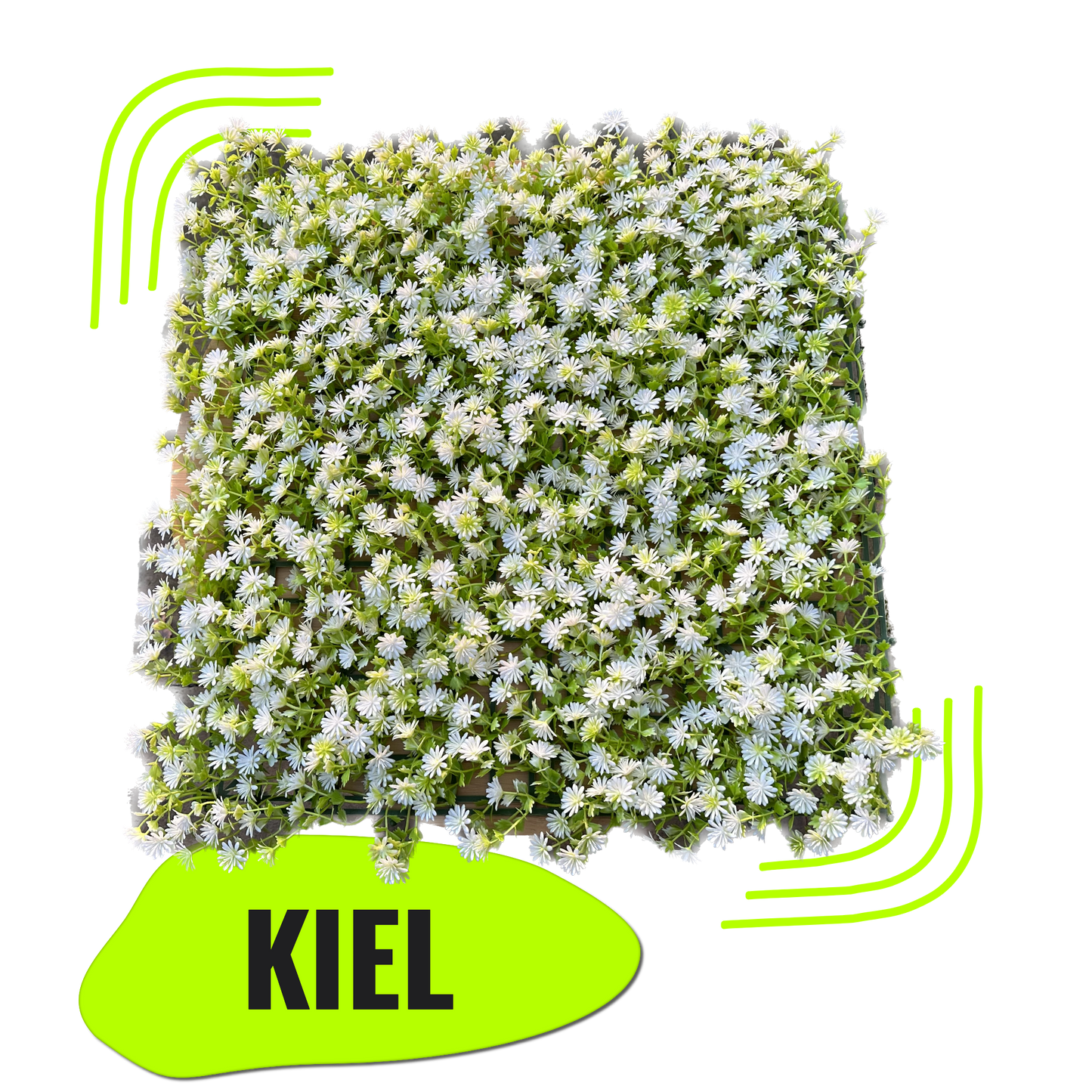 KIEL -  Weiße Blütenwand