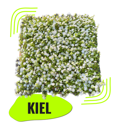 KIEL -  Weiße Blütenwand
