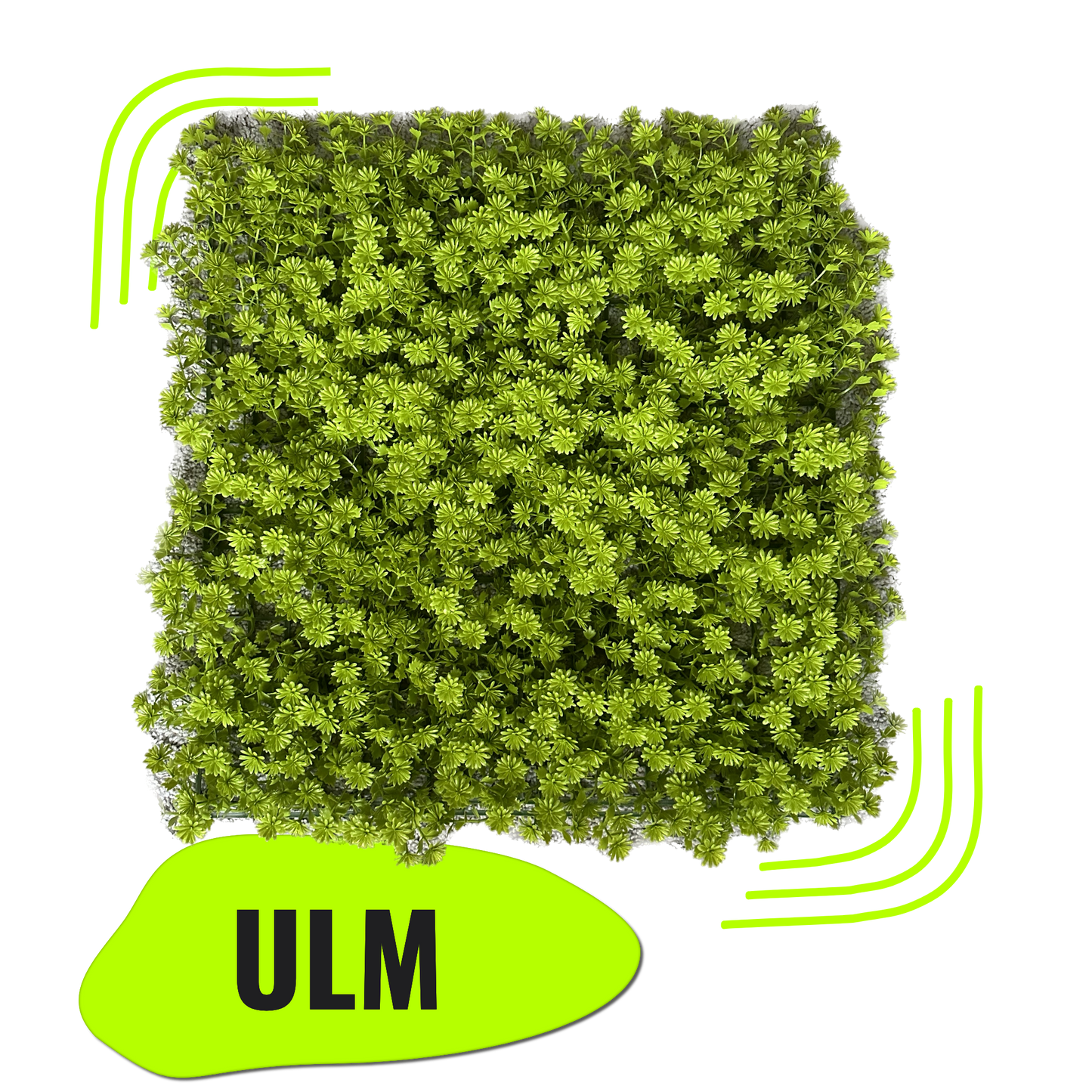 ULM - Grüne Blütenwand