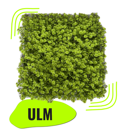 ULM - Grüne Blütenwand
