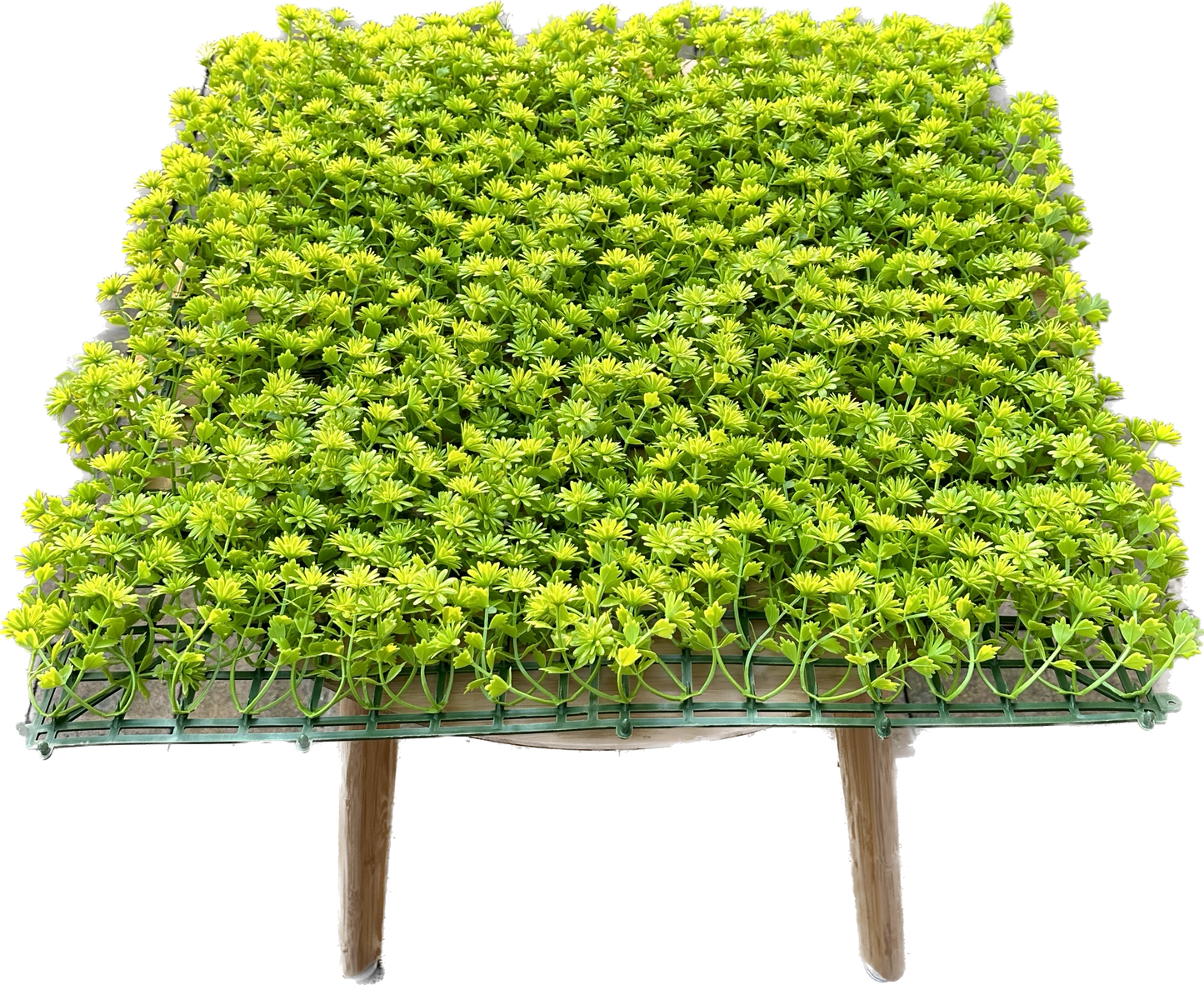ULM - Grüne Blütenwand