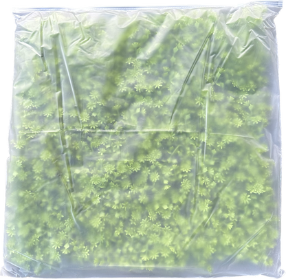 ULM - Grüne Blütenwand